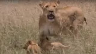 Lion Feeds Her Adorable Cubs A Warthog Snack  BBC Wildlife [upl. by Atirehc]