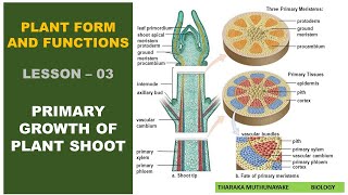 Primary Growth Of Plant Shoot [upl. by Obed]