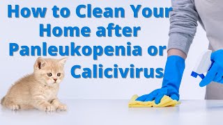 How to Clean Your House after Panleukopenia or Calicivirus [upl. by Hurlbut]