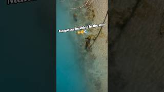 Florida Manatee Herd Swimming in Saltwater☀️ Manatee MarineLife Manatees [upl. by Bride423]