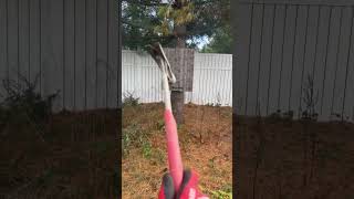 Cutting trees treecutting backyardgarden landscaping handyman nj newjersey ny newyork [upl. by Yelekreb]