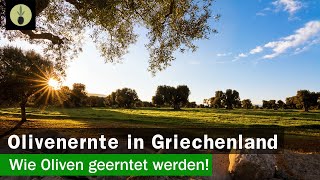 Olivenernte in Griechenland 2019 Wie Oliven geerntet werden [upl. by Veronika]