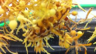 Sargassum Fish [upl. by Pallaten]