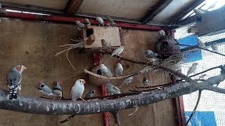 Finches Breeding Colony Breeding Progress Natural Avairy🥚🥚🥚🐣🐥 [upl. by Hillier]