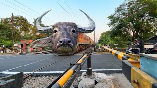 Dangerous Buffalo Headed Teesta Torsa Express Very Furious Moving Throughout Railgate [upl. by Nevram]