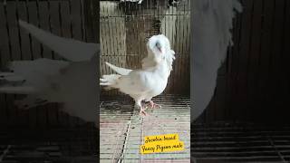 Jacobin breed fancy Pigeon malepigeonbirdscatfishbirdfoodfishaquriumfishfoodcatsfoodsale [upl. by Ardnuassac669]