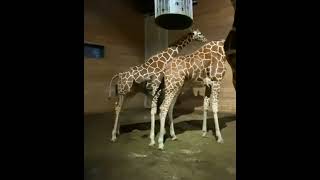 Giraffe Hard to Mate with Female Giraffe SHORTS [upl. by Nowaj]