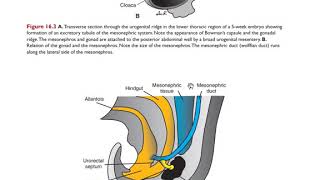 Embryology Urinary system [upl. by Elrebmik461]