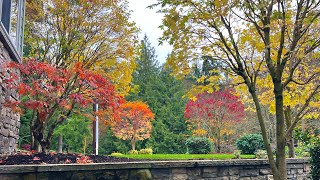 Before amp After 6 Japanese Maples Acer palmatum Restoration from years of sheering in the Fall [upl. by Bish]