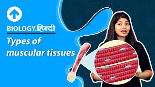 Types of muscular tissues  Hindi  Structural Organisation In Animals  Biology [upl. by Gorlicki969]