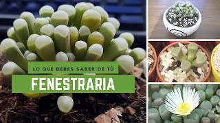 Fenestraria [upl. by Olly]