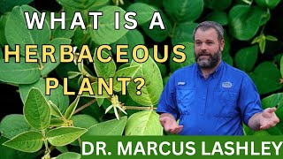 What is a herbaceous plant [upl. by Narat]