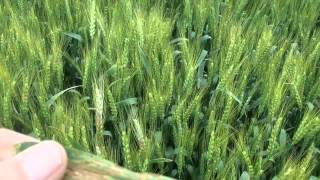 Foliar Wheat Comparison [upl. by Nilyaj]