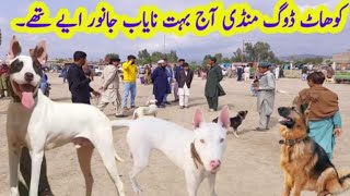 kohat dog Madi k pink nos Waly kohati gultair aj kohat mandi me aye thy [upl. by Jamie]