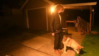 Czechoslovakian Wolfdog Bear training at dinner time [upl. by Aynos]