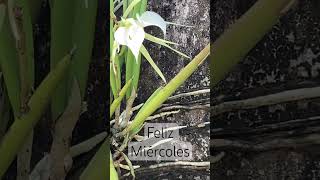 FELIZ JUEVES  Brassavola Nodosa Orquídea clima cálido [upl. by Dygall]