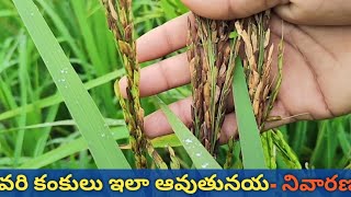 Rice gundhi bug control in telugu  vari kampu nalli nivarana [upl. by Lacim]