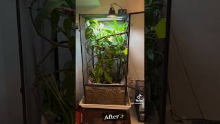 BIOACTIVE Veiled Chameleon Set Up [upl. by Anirrak317]