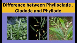 Difference between phylloclade  cladode and phyllode [upl. by Ajuna405]