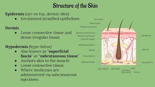 Integumentary System  Skin Model Anatomy [upl. by Negem]