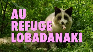 Au coeur du refuge danimaux sauvages Lobadanaki  Reportage [upl. by Tisbee]