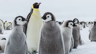 Emperor Penguin Helicopter Iceberg landing Weddell Sea  20 November 2023 [upl. by Nomis]