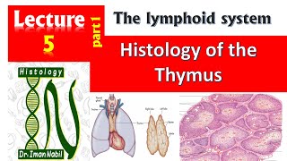 5aIntroduction to lymphoid organs الأعضاء الليمفاوية [upl. by Filler]