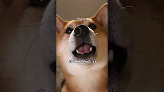 Top 10 Goobie Woobies extremely scary dog shiba [upl. by Al]