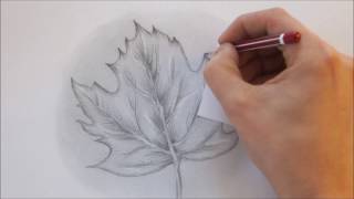 How to Draw a Leaf step by step Realistic Drawing [upl. by Anaile]