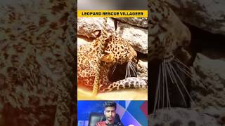 Unbelievable Aggressive Leopard Rescue By Villagers In India [upl. by Elleivap]