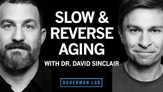 Dr David Sinclair The Biology of Slowing amp Reversing Aging [upl. by Asirrak]