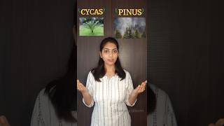 Cycas and Pinus Difference shorts neet biology [upl. by Gebelein]