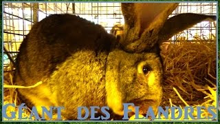 Géant des Flandres  Oryctolagus cuniculus  Salon de lAgriculture 2016  06052016 [upl. by Ttehr826]