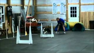 Flyball Fundamentals Runback and Passing [upl. by Slorac153]