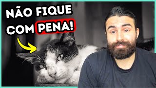 NÃO TENHA DÓ de fazer ISSO com seu gato [upl. by Oys794]