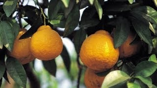 How to Grow Lemon Trees  At Home With P Allen Smith [upl. by Kendell508]