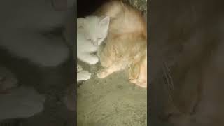 Locha e Ulfat Ho Gaya moments lovely cut cat love [upl. by Sherfield]