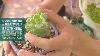 Succulents 101 A Care Primer for Beginners with Sucs for You [upl. by Reamy783]