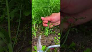 Harvesting fennelpickingfruitvegetablerural lifefarming satisfyingagricultureharvesting [upl. by Ehtnax]