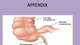 APPENDIX STRUCTURE ANATOMY AND PHYSIOLOGY [upl. by Balliett]