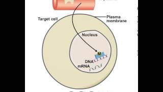 Mechanism of Action of Lipid Soluble Messengers [upl. by Aba]