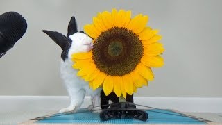 Rabbit eating sunflower ASMR [upl. by Kitrak]