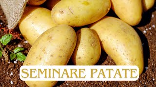 Coltivare le patate [upl. by Nnaeirelav]