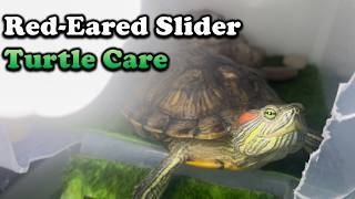 Red Eared Slider Turtle Care Everything you need to know [upl. by Adniram]