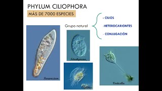 Phylum Ciliophora [upl. by Yvonner]