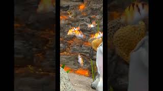 WONDERFUL KOI FISH IN GREAT AQUARIUM WITH NATURAL SOUNDS [upl. by Ramar]