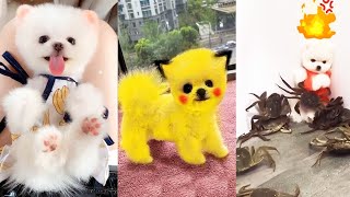 Funny and Cute Dog Pomeranian 😍🐶 Funny Puppy Videos 234 [upl. by Quintus]