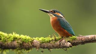 Zimorodek  Kingfisher [upl. by Selmner]