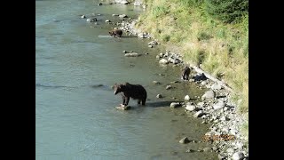 Chilkoot River GrizzliesMVI 7123 [upl. by Anadroj]