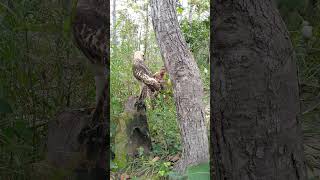 An old man walks by and sees an eagle on a tree stumppart1shorts love animals wildlife nature [upl. by Claire97]